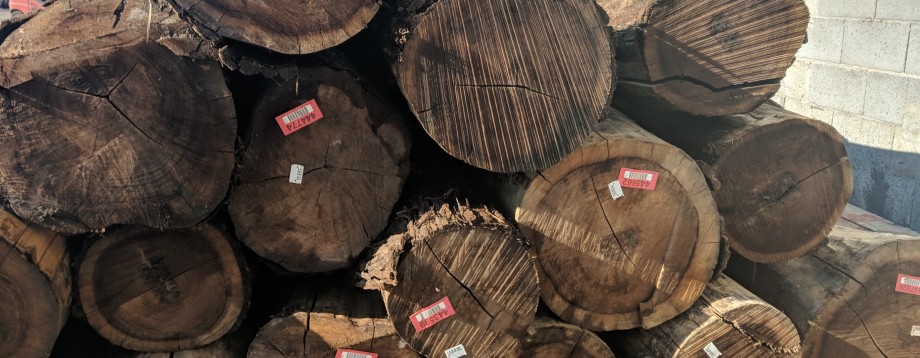 Tronchi noce canaletto